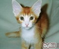拉邦猫的性格特点