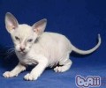 拉邦猫形状特征
