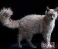 拉邦猫的种类简介