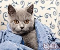 卡尔特猫的喂养要求