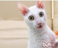 柯尼斯卷毛猫的喂养要求