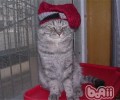 【测验】用袜子测验猫咪的智商