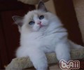 褴褛猫的喂养要求