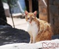 褴褛猫的维护常识
