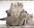 褴褛猫性格特点