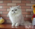 褴褛猫的形状特征