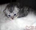 褴褛猫的种类简介