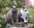 卡尔特猫的维护常识