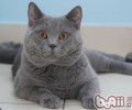 卡尔特猫的性格特点