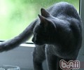 俄罗斯蓝猫的喂养要求