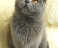 卡尔特猫的形状特征