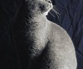 卡尔特猫的种类简介