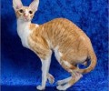 柯尼斯卷毛猫的维护常识