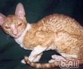 柯尼斯卷毛猫的性格特点