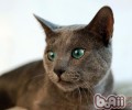 俄罗斯蓝猫的维护小技巧