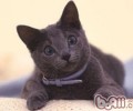 俄罗斯蓝猫的形状特征
