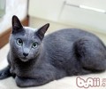 俄罗斯蓝猫种类简介