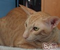 东方猫的维护常识