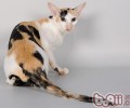 东方猫的性格特点