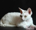 东方猫的形状特征怎么