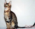 东方猫种类简介