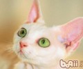 德文卷毛猫的喂养关键