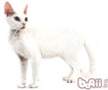 德文卷毛猫的维护需求留意哪几点