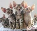 德文卷毛猫的形状特征