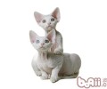 德文卷毛猫种类简介