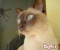 东奇尼猫的喂养关键