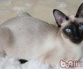 东奇尼猫的维护小技巧