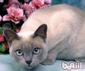 东奇尼猫的形状特征怎么