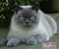 东奇尼猫种类简介