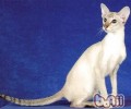 波米拉猫的喂养关键