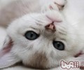 怎么训练好波米拉猫