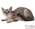 波米拉猫的性格特征怎么
