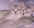 波米拉猫的形状特征怎么
