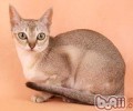 新加坡猫的喂养要求