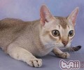 新加坡猫的性格特点
