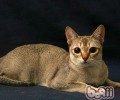 新加坡猫的形状特征