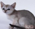 新加坡猫的维护