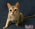 新加坡猫种类简介