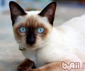 暹罗猫真的是很聒噪的猫咪吗