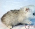 金吉拉猫的性格特点怎么