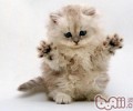 金吉拉猫的形状特征怎么