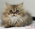 金吉拉猫的种类简介