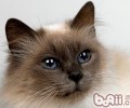 怎么让巴厘猫吃得更科学