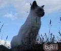 巴厘猫的性格特点怎么