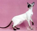 巴厘猫的形状特征有哪些