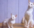 巴厘猫的种类简介